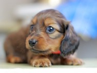 Kaninchen_Dachshund_2628