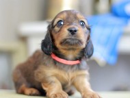 Kaninchen_Dachshund_2635