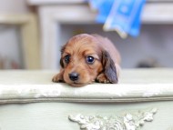 Kaninchen_Dachshund_2644