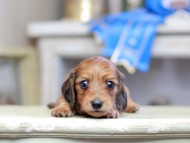 Kaninchen_Dachshund_2650