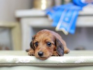 Kaninchen_Dachshund_2651 Kaninchen_Dachshund_2651