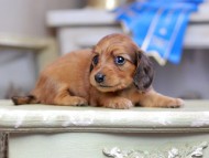 Kaninchen_Dachshund_2653