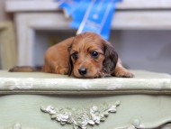 Kaninchen_Dachshund_2656 Kaninchen_Dachshund_2656