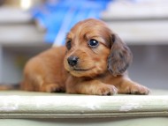 Kaninchen_Dachshund_2668