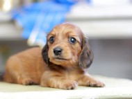 Kaninchen_Dachshund_2677 Kaninchen_Dachshund_2677