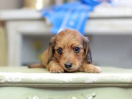 Kaninchen_Dachshund_2683