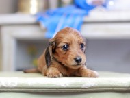 Kaninchen_Dachshund_2684