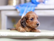 Kaninchen_Dachshund_2685