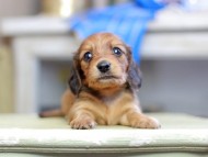Kaninchen_Dachshund_2689