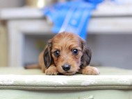Kaninchen_Dachshund_2693