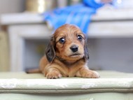 Kaninchen_Dachshund_2695