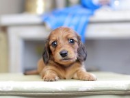 Kaninchen_Dachshund_2698