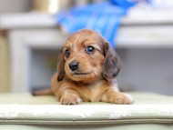Kaninchen_Dachshund_2699