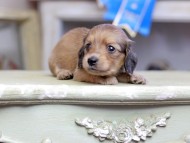 Kaninchen_Dachshund_2708