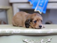 Kaninchen_Dachshund_2716