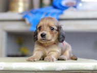 Kaninchen_Dachshund_2721
