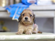 Kaninchen_Dachshund_2725