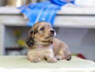 Kaninchen_Dachshund_2732