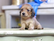 Kaninchen_Dachshund_2737