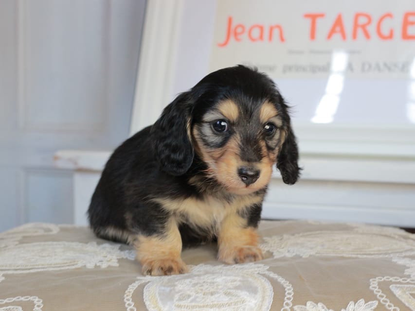 カニンヘンダックスフンド カヌレ&スルガの子犬 ブライエ 男の子