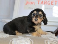 Kaninchen_Dachshund_2751