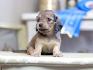 Kaninchen_Dachshund_2757