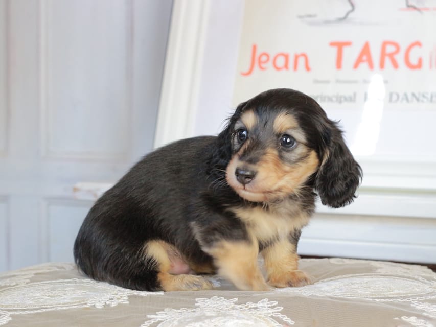 カニンヘンダックスフンド カヌレ&スルガの子犬 ブライエ 男の子