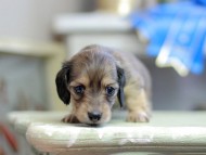 Kaninchen_Dachshund_2771