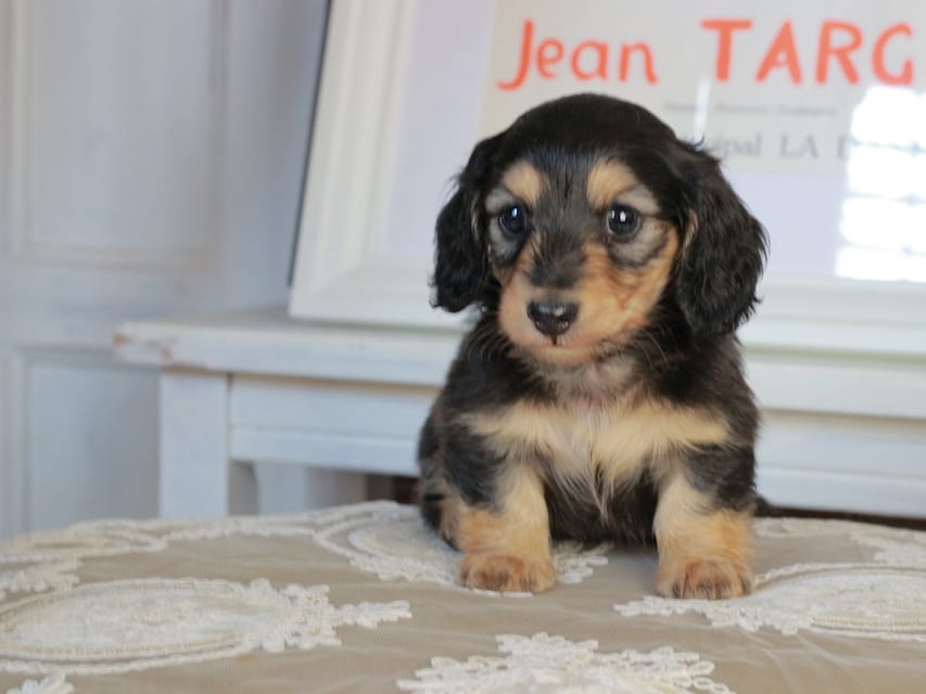 カニンヘンダックスフンド カヌレ&スルガの子犬 ブライエ 男の子