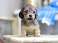 Kaninchen_Dachshund_2778