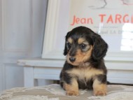 Kaninchen_Dachshund_2778