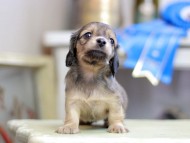 Kaninchen_Dachshund_2783