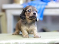 Kaninchen_Dachshund_2798