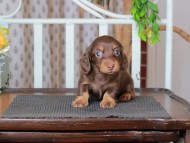 Kaninchen_Dachshund_2806 Kaninchen_Dachshund_2806