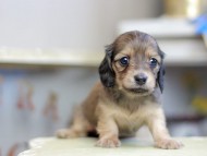 Kaninchen_Dachshund_2817