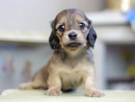 Kaninchen_Dachshund_2821 Kaninchen_Dachshund_2821