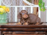 Kaninchen_Dachshund_2822 Kaninchen_Dachshund_2822