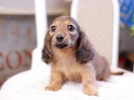 Kaninchen_Dachshund_2849