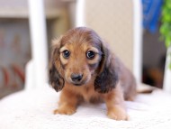 Kaninchen_Dachshund_2850