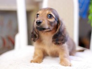 Kaninchen_Dachshund_2851 Kaninchen_Dachshund_2851