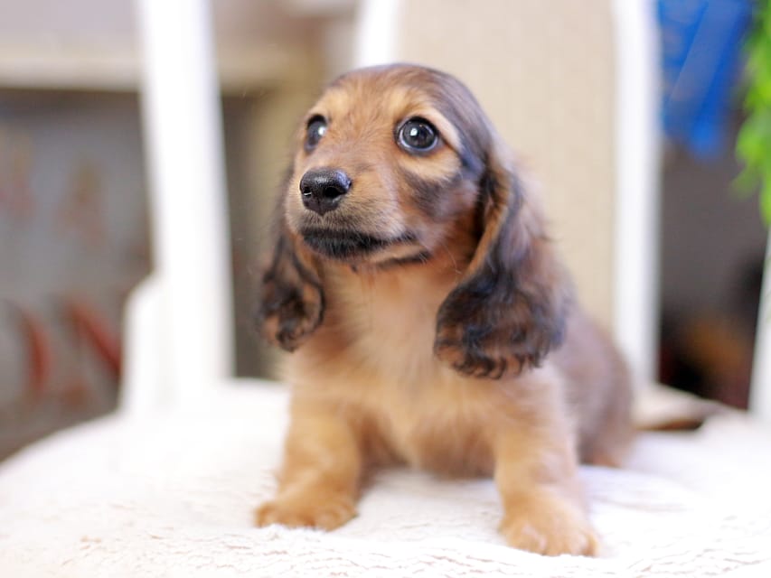 カニンヘンダックスフンド ノン&パッションの子犬 レッド 男の子（1）