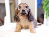 Kaninchen_Dachshund_2855