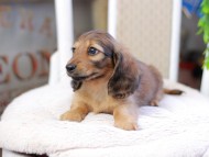 Kaninchen_Dachshund_2858 Kaninchen_Dachshund_2858