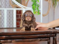 Kaninchen_Dachshund_2863 Kaninchen_Dachshund_2863