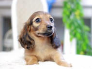 Kaninchen_Dachshund_2866 Kaninchen_Dachshund_2866