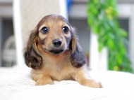 Kaninchen_Dachshund_2867