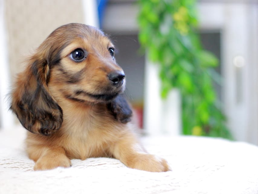カニンヘンダックスフンド ノン&パッションの子犬 レッド 男の子（1）