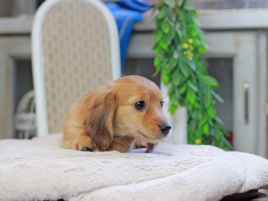 カニンヘンダックスフンド ノン&パッションの子犬 レッド 男の子（2）