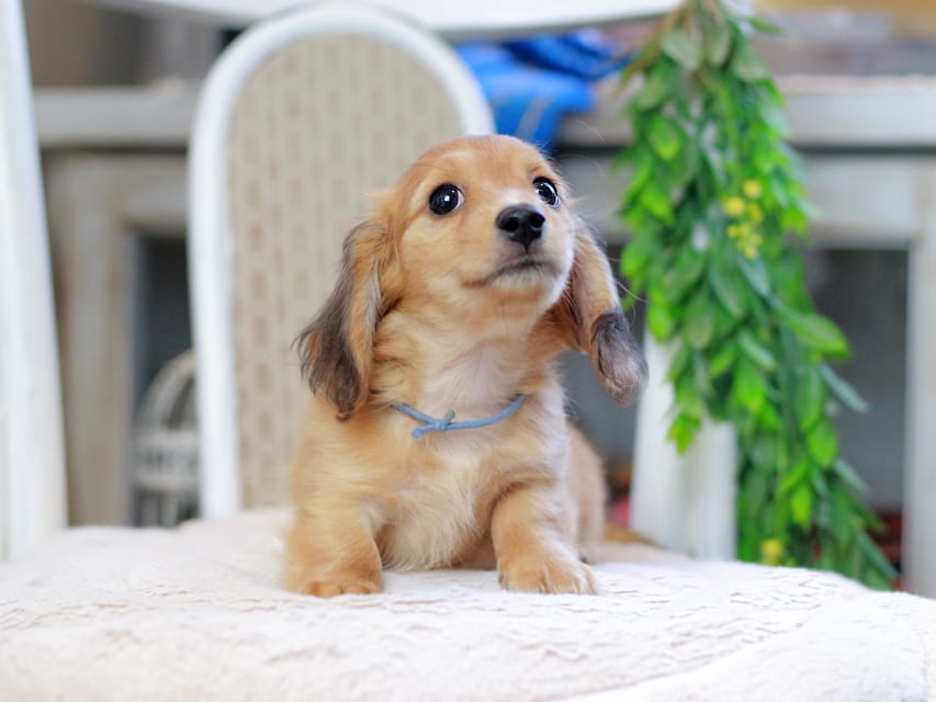 カニンヘンダックスフンド ノン&パッションの子犬 レッド 男の子（2）