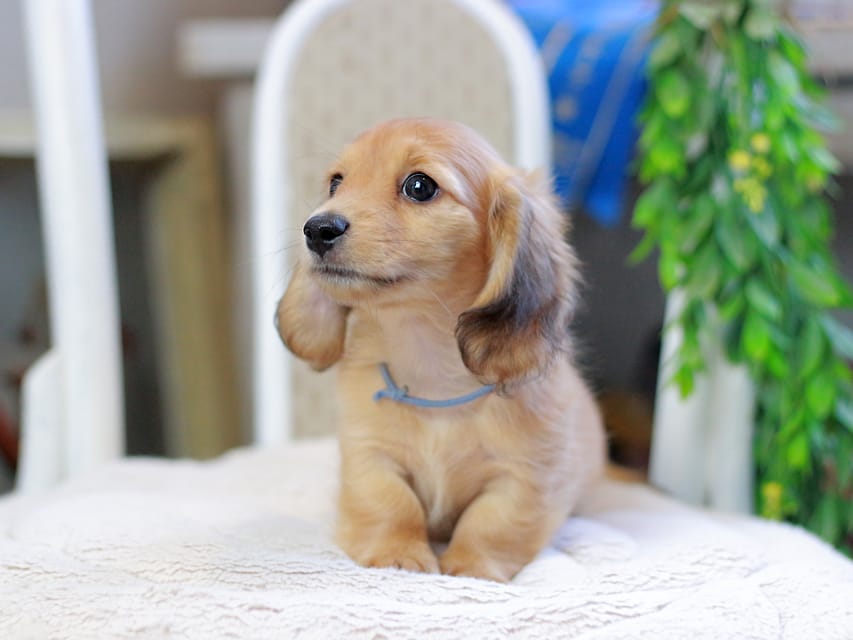 カニンヘンダックスフンド ノン&パッションの子犬 レッド 男の子（2）